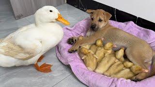 The puppy stole the duckling!The mother duck's reaction embarrassed the puppy.Funny cute animals