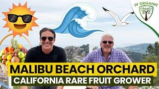 Malibu Beach Backyard Orchard feat. Bruce Blavin @CRFG.org | THOUSANDS OF RARE FRUIT TREES