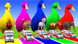 5 Giant Duck Cartoon,Cow,Elephant,Tiger,Lion,Dinosaur,Paint Wild Animals Crossing Fountain Animation