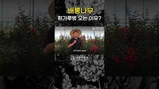 배롱나무 흰가루병 오는 이유? #목백일홍 #백일홍나무 #정원 #정원가꾸기 #배롱나무 #배롱나무꽃 #가드닝 #정원수 #꽃나무 #식물키우기 #정원꾸미기 #정원관리