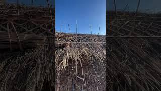 Process of ridging a thatch #newvideo #subscribe #youtubeshorts #shorts #thethatchingguy