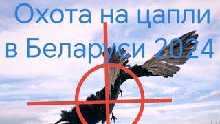 Охота на цапель и бакланов в Беларуси 2024 часть 6