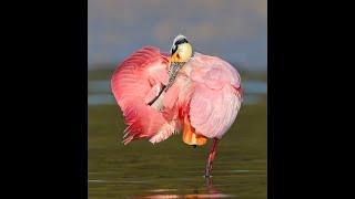 Photographing Fort DeSoto's Fall Wading Birds with Arthur Morris/BIRDS AS ART. Part I of III.