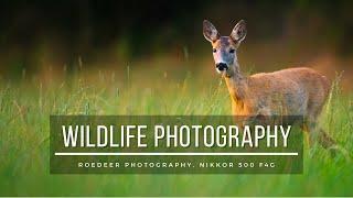 Photographing deer in early fall | Wildlife photography, Roe deer, Nikkor 500 f4g vr