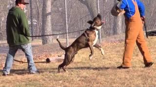 Albany Lou’s Fila Brasileiro “Hondo”