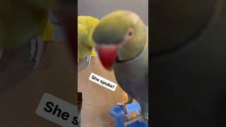 Beaker gets Tink to speak! #talkingbird #parrot #talkingparrot #cuteanimals #funnyanimals