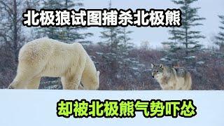 北极狼冰原绝地求生，试图猎杀北极熊，不料被北极熊直接击退