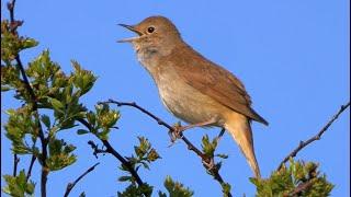 Ultimate Nightingale Birdsong For 4 Hours Of Relaxation