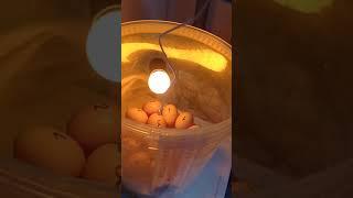 Brutkasten - von Joghurteimer eine Brutmaschine gebaut, easy egg Incubator, Basit Klucka yapimi