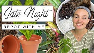 Late Night Plant Chores  Repotting, Moss Pole Making + Chat 