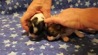 Coton de Tulear Puppies For Sale - Monet 11/30/24