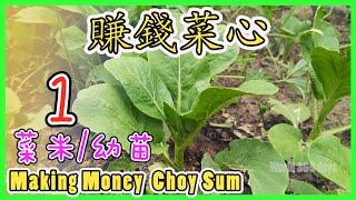 【賺錢菜心 1】如何种菜心| 无农药吃得安心吃出健康【种植秘诀】栽种经验和方案【全公开】Making Money Choy Sum