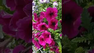 #garden_centre #alberta #plants #gardening #canadiantire #garden