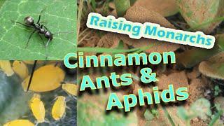 Raising Monarchs - Cinnamon, Ants, & Aphids (Help The Monarch Butterfly)