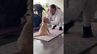 Overcome trauma with the healing power of puppy yoga. Join us for joy, love, and therapeutic relief.