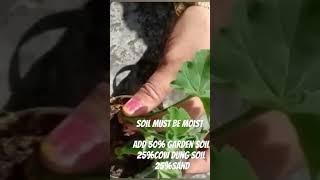 Geranium propagation #trending #garden #beautifulnature #ytshorts #shorts #youtube #terracegarden