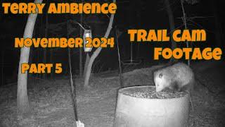 Trail Camera Footage November 2024 Part 5