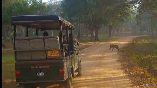 Wild Dogs vs Tiger - A very special sighting from Kabini. Must watch video.