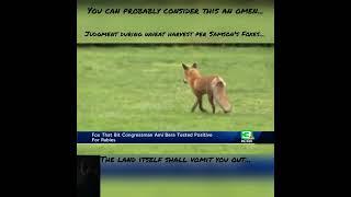 An Omen: The Foxes that spoil the Vineyard