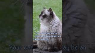 why cat lick me?#shorts