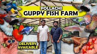 Cheapest Price | Pollachi Guppy Fish Farm | Exotic Guppies தமிழ் Delivery Available