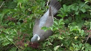 Wood Pigeon reaches too far