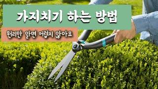 가지치기 원리 방법 / 전정 / 나무 수형 만드는 방법