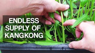 KANGKONG | How to harvest for endless supply over and over again