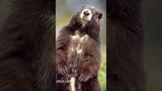 Marmots:  Alpine Rodents of Charm