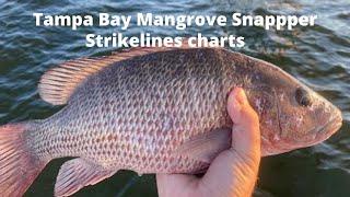 Hot Mangrove Snapper Bite in Tampa Bay Shipping Channel Using Strikelines Charts