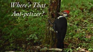 The Pileated Woodpecker | Photography Tips | Cades Cove September 2020