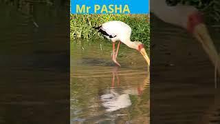 How to catch fish?
