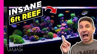 EASY Beginner Mixed Reef Aquarium!! INSANE Growth!!