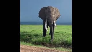 Elephant in eating shorts #elephant #eating #shorts #elephantvideos #elephantlove #nature #sunmoon