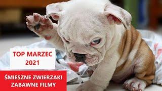 Śmieszne Zwierzęta | TOP MARZEC 2021 | Najśmieszniejsze Filmy Świata | KLUB ŚMIESZNYCH ZWIERZĄT