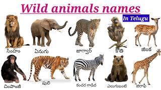 Wild animals names/ వన్యమృగాలు /wild animals names and pictures & sounds vocabulary.