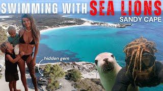 SWIMMING WITH SEA LIONS at Sandy Cape, Jurien Bay | Must-Visit Hidden Gem Beach Camping