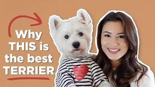 5 Reasons Why You Should Get A Westie Dog in 2024