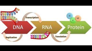 Central Dogma of life, Replication, Transcription, translation HD 2017