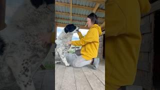 Истеричка моя #деревенскаяжизнь #деревня #жизньвдеревне #кайф