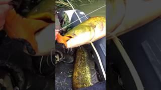 Fish trapping! Big catfish fishing, freshwater fish catching! Big fish #fishing #fishinglife #shorts