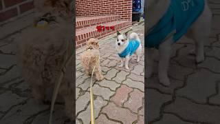 갑자기 왜그래?  #shorts #cutedog #옥웃짜 #하루 #일상