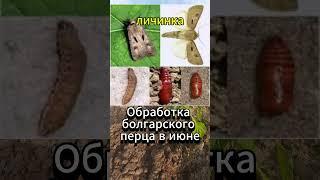 Почему перец портится и как его спасти?