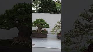 Tổng hợp vài cây ở HHX Tao Đàn 2023