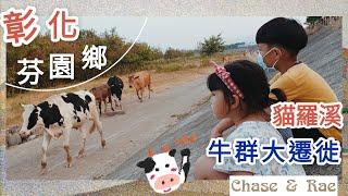 【Chase＆Rae】彰化芬園 | 貓羅溪牛群大遷徙 | 放牧牛群回家囉 | 烏日芬園交界處 | 溪尾二橋 | 水牛、乳牛、黃牛一次看過癮