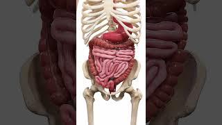 ️ Peristalsis: The Wave-Like Motion of Digestion ️  #anatomy