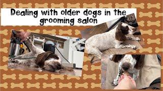 Dealing with older dogs in the grooming salon #gettingolder