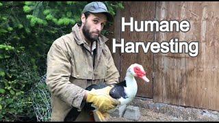 How to Harvest a Muscovy Duck | Humane Harvesting Guide