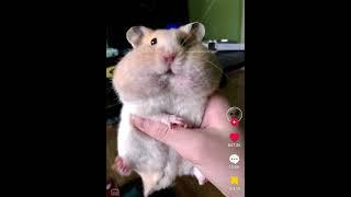 Top ten goobie woobies