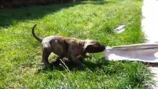 Amata de Varro Bull | 1 month old | Presa Canario